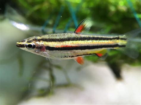 Pencilfish : Full Care Guide, Breeding, Tank Size and Disease.